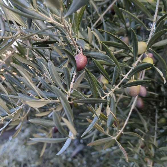 olive-tree.png